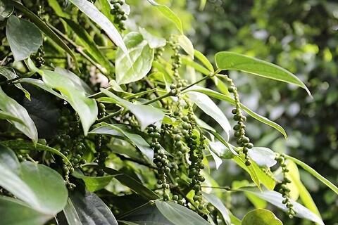 Giá tiêu tăng 500 đồng/kg ở một số vùng