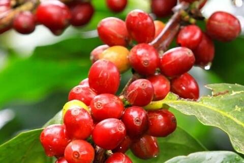 Giá cà phê tăng 2.800 đồng/kg, dự báo tiếp tục giữ ở mức cao