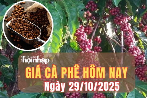 Giá cà phê hôm nay 29/10/2025: Đồng loạt sụt giảm