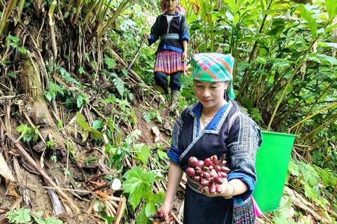 Con đường thoát nghèo từ cây thảo quả