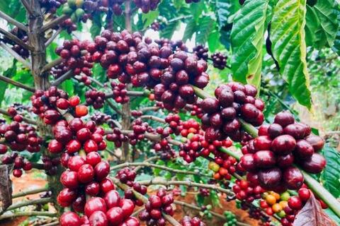 Giá cà phê thế giới tăng cao do lo ngại về nguồn cung