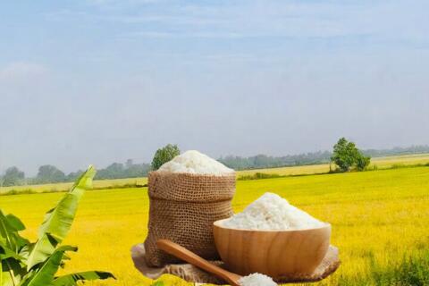 Giá lúa gạo hôm nay ngày 5/11: Thị trường trầm lắng