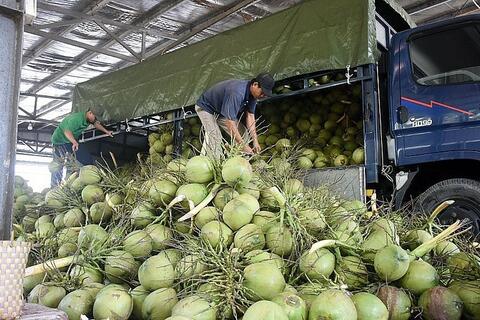 2 triệu tấn dừa mỗi năm, Việt Nam tăng tốc xây dựng hệ sinh thái dừa an toàn