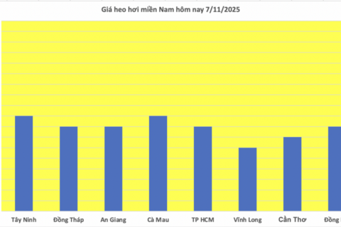 Giá heo hơi hôm nay 7/11/2025: Tiếp tục giảm nhẹ