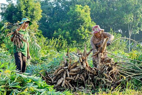 Bỏ ngỏ ‘miếng bánh’ thị trường Trung Đông, HTX ngành sắn đứng trước bài toán chuyển đổi cấp tốc