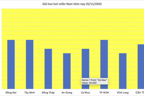 Giá heo hơi hôm nay 25/11/2025: Đồng loạt tăng