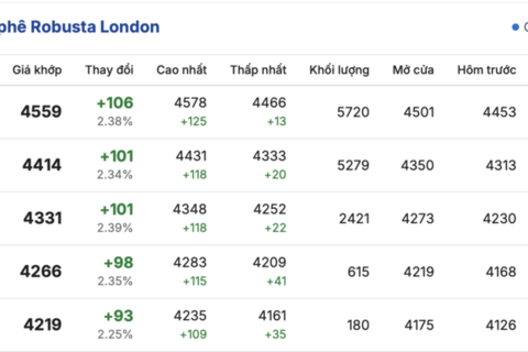 Giá cà phê hôm nay 26/11/2025: Giảm mạnh