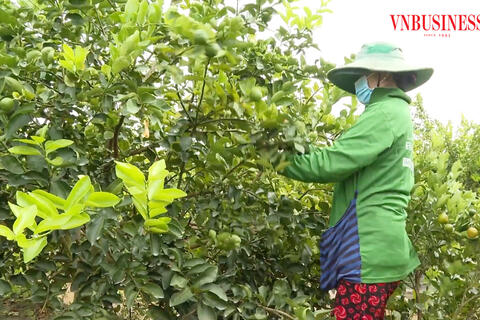 Từ những vườn rau không dấu chân đến những mã QR giúp HTX kể chuyện bán hàng