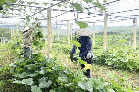 HTX Si Pa Phìn và bài học liên kết ‘ba nhà’ trong phát triển rau sạch vùng cao