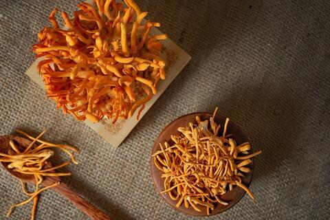 HTX tạo đột biến nhờ đổi mới công nghệ nuôi cấy đông trùng hạ thảo