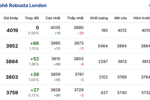 Giá cà phê hôm nay 31/12/2025: Đảo chiều tăng trở lại