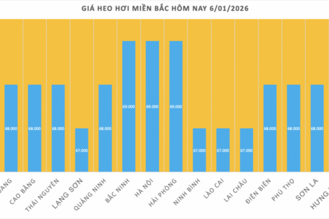 Giá heo hơi hôm nay 6/1/2026: Tăng 1.000 đồng