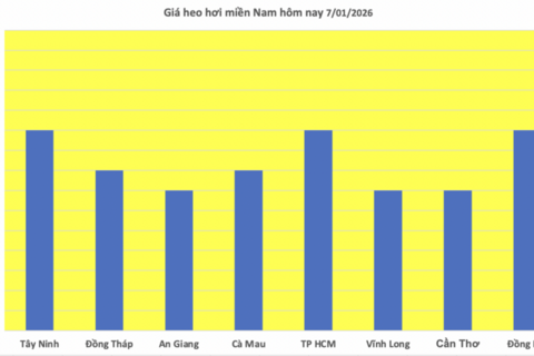 Giá heo hơi hôm nay 7/1/2026: Miền Bắc trở lại đỉnh 70.000 đồng/kg