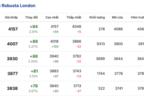 Giá cà phê hôm nay 7/1/2026: Giảm nhẹ 500 đồng/kg