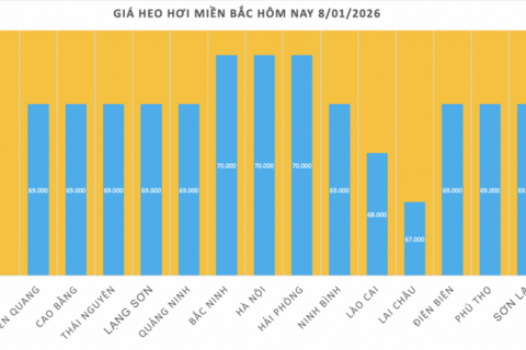 Giá heo hơi hôm nay 8/1/2026: Tăng đồng loạt trên cả nước