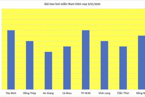 Giá heo hơi hôm nay 9/1/2026: Tiếp đà tăng giá, lập đỉnh mới