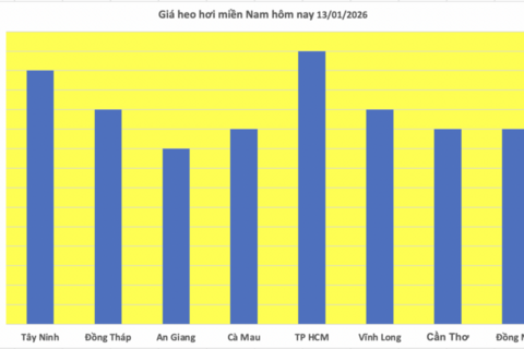 Giá heo hơi hôm nay 13/1/2026: Thị trường tăng 'nóng', lập đỉnh mới