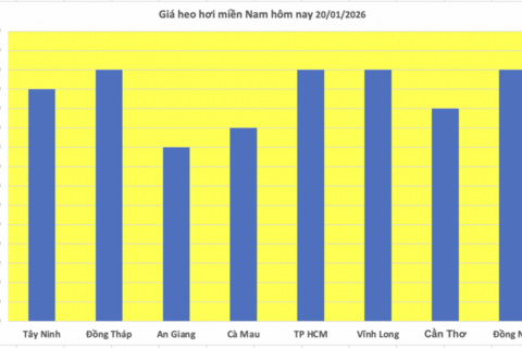 Giá heo hơi hôm nay 20/1/2026: Tiếp đà tăng tại nhiều nơi