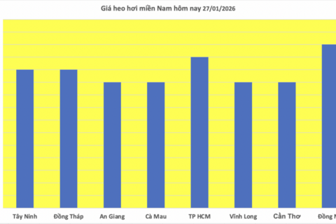 Giá heo hơi hôm nay 27/1/2026: Tăng mạnh, miền Bắc lập 'đỉnh' mới
