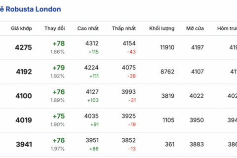 Giá cà phê hôm nay 28/1/2026: Tăng nhẹ 300 - 600 đồng/kg