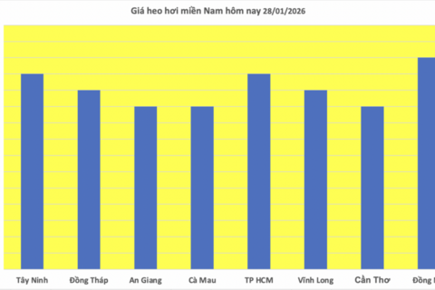 Giá heo hơi hôm nay 28/1/2026: Tiếp đà đi lên