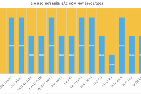 Giá heo hơi hôm nay 30/1/2026: Giảm 1.000 đồng/kg tại nhiều nơi
