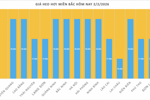 Giá heo hơi hôm nay 2/2/2026: Giảm diện rộng tại miền Bắc, miền Trung