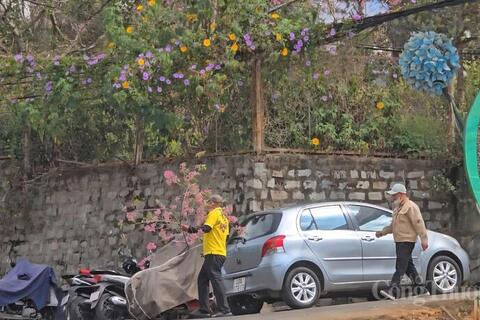 Phản cảm hành vi chặt cành mai anh đào trước mặt du khách quốc tế tại Đà Lạt