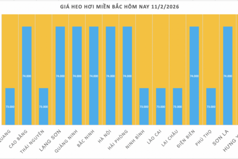 Giá heo hơi hôm nay 11/2/2026: Giảm đồng loạt trên cả nước