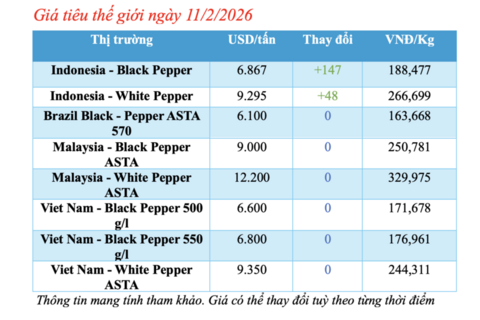 Giá tiêu hôm nay 11/2/2026: Tăng nhẹ 500 đồng/kg