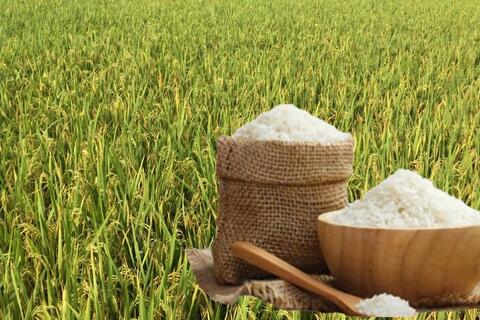 Giá lúa gạo hôm nay ngày 12/2/2026: Gạo thơm xuất khẩu 415-430 USD/tấn
