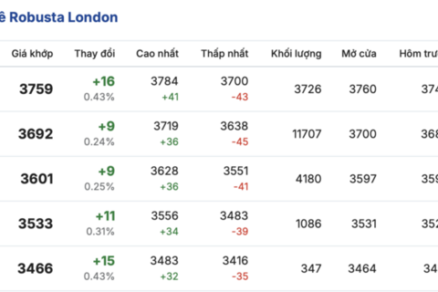 Giá cà phê hôm nay 12/2/2026: Đảo chiều giảm mạnh 1.000 - 1.200 đồng