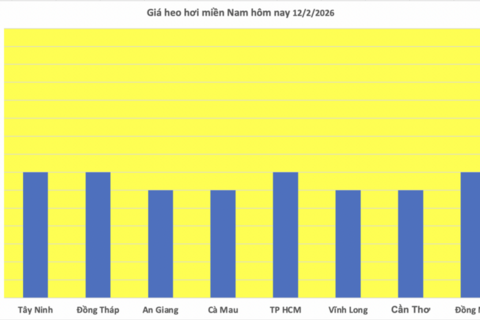 Giá heo hơi hôm nay 12/2/2026: Tiếp đà giảm đồng loạt trên toàn quốc