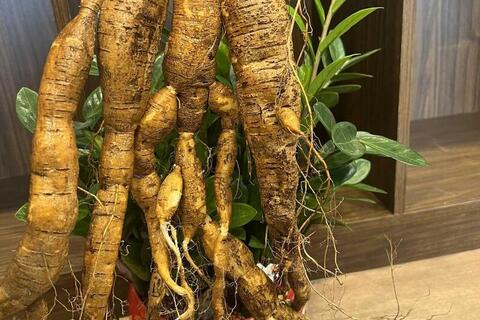 Xây dựng niềm tin 3 nhà nhìn từ cây sâm Nam Núi Dành