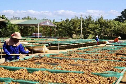 Khu công nghiệp Nam Pleiku tăng sức hút từ dự án chế biến 500 tỷ đồng