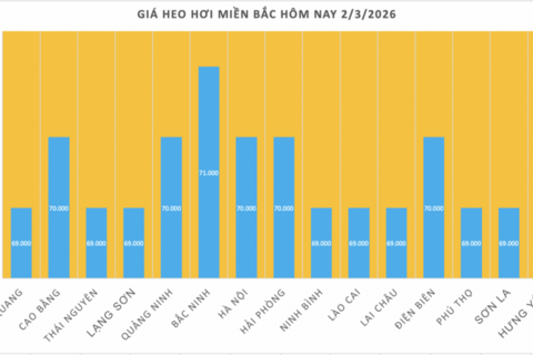 Giá heo hơi hôm nay 2/3/2026: Giữ đà bình ổn