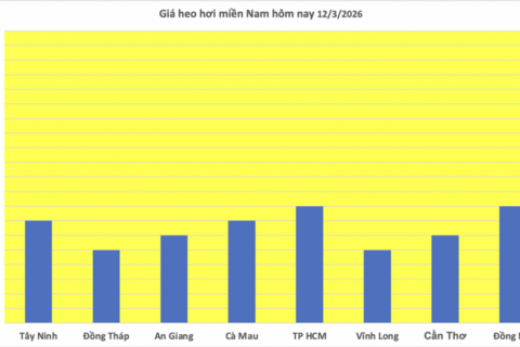 Giá heo hơi hôm nay 12/3/2026: Biến động trái chiều