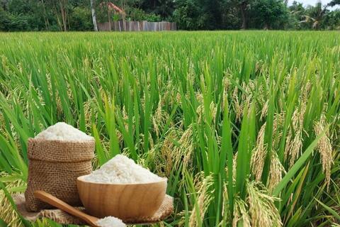 Giá lúa gạo hôm nay ngày 18/3/2026: Lúa tươi đồng loạt giảm