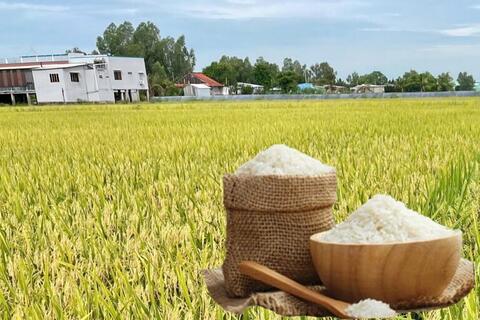 Giá lúa gạo hôm nay ngày 19/3/2026: Gạo xuất khẩu OM 5451 tiếp đà giảm