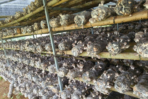 Cao Bằng: Đưa sản phẩm OCOP tiếp cận thị trường lớn hơn