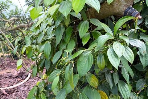 Giá tiêu hôm nay 23/3/2026: Cao nhất 136.000 đồng/kg