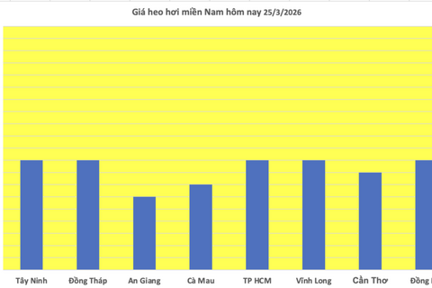 Giá heo hơi hôm nay 25/3/2026: Tiếp tục giảm sâu tại miền Bắc