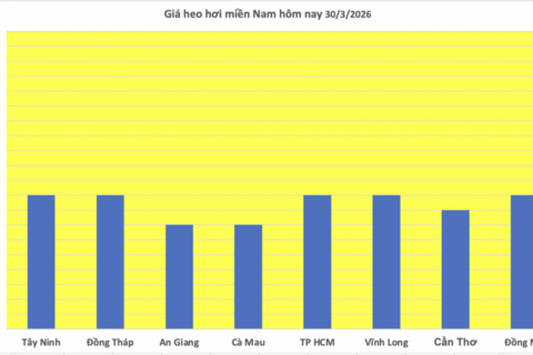 Giá heo hơi hôm nay 30/3/2026: Tiếp tục giảm nhiều nơi