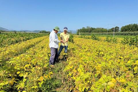 Quảng Ngãi: Trồng đậu nành theo chuỗi liên kết, nông dân khấm khá
