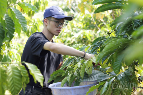 Giá cà phê hôm nay 6/4/2026: Dao động từ 88.700 - 89.200 đồng/kg