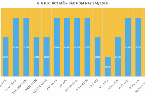 Giá heo hơi hôm nay 8/4/2026: Miền Trung tăng đến 2.000 đồng/kg