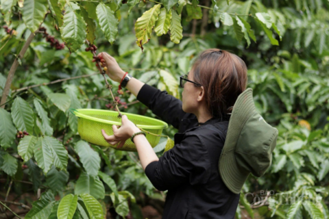 Giá cà phê hôm nay 8/4/2026: Trong nước 'lặng sóng'