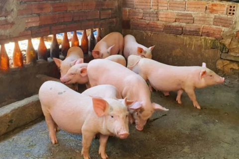 Giá heo hơi hôm nay 17/4/2026: Đi ngang trên cả nước