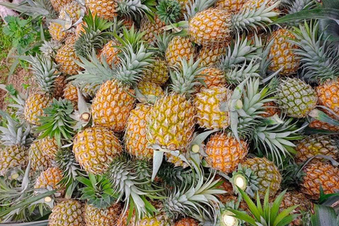 Giá nông sản hôm nay, ngày 28/4: Nhiều mặt hàng được giá