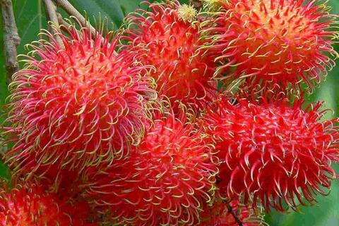 Giá nông sản hôm nay, ngày 29/4: Thị trường tăng, giảm trái chiều